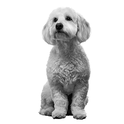 Bailey dog portrait