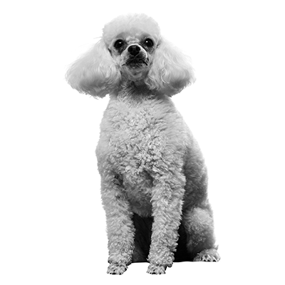 Pip dog portrait